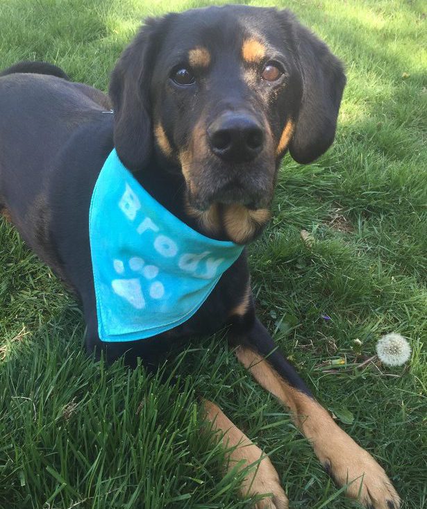 pet crafts dog lovers