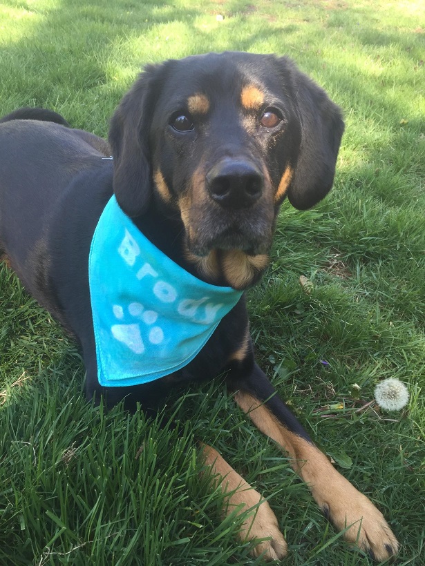 Tie Dye Bandana Craft for National Dog Day