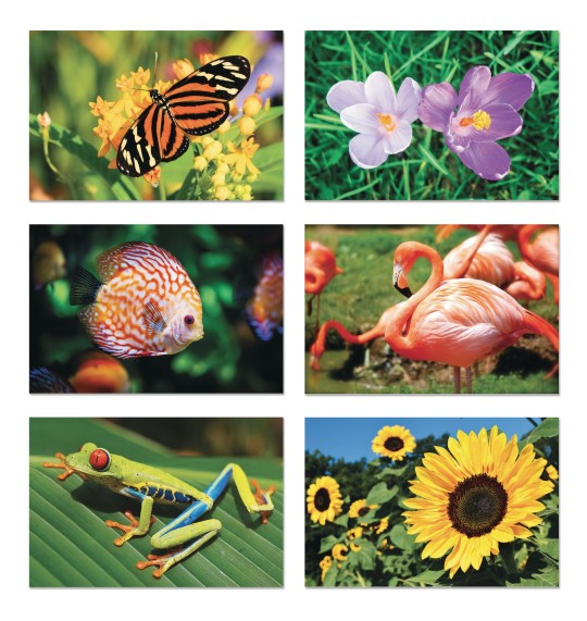 aquapaintings wildlife
