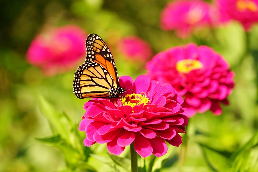 butterfly on zinnia flower