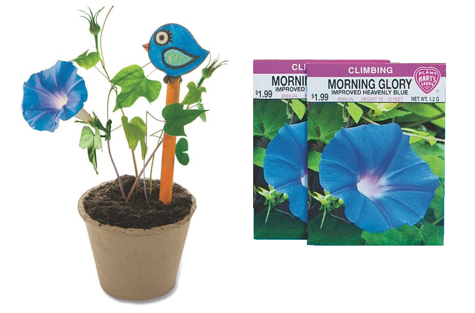 Grow Your Own Morning Glories – Garden Craft Kit