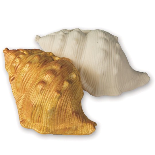 seashell coloring craft
