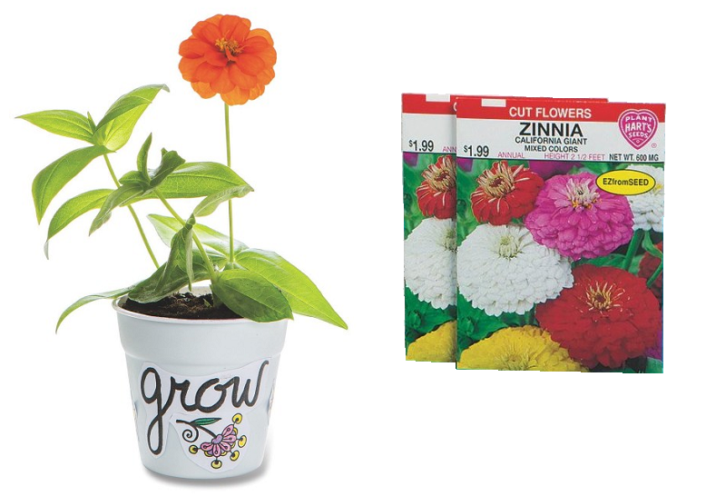 Grow Your Own Zinnia Flower Garden for Spring & Summer Season