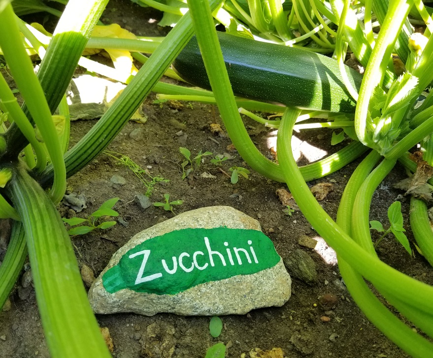 zucchini vegetable garden